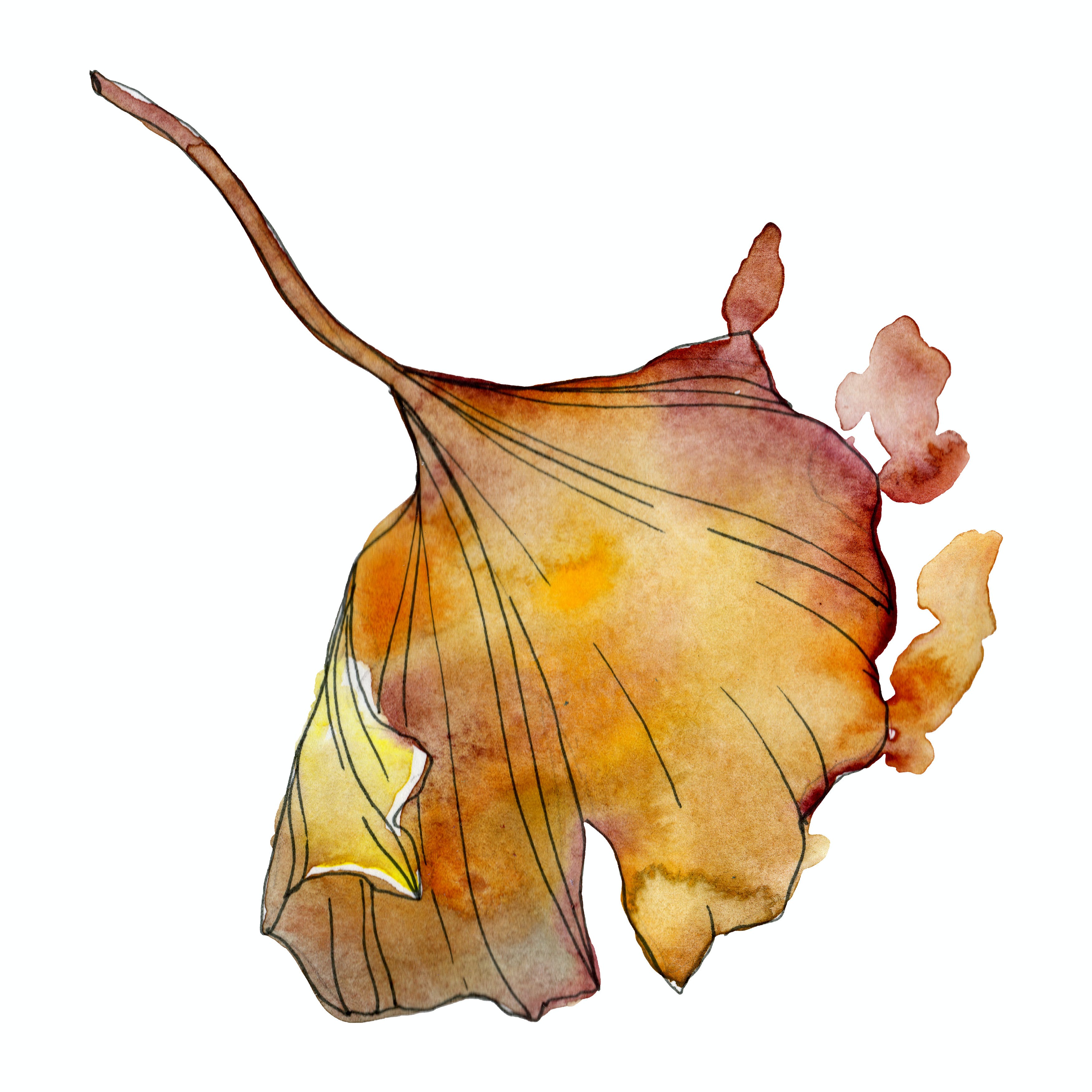 ginkgo biloba orange blaetter AdobeStock