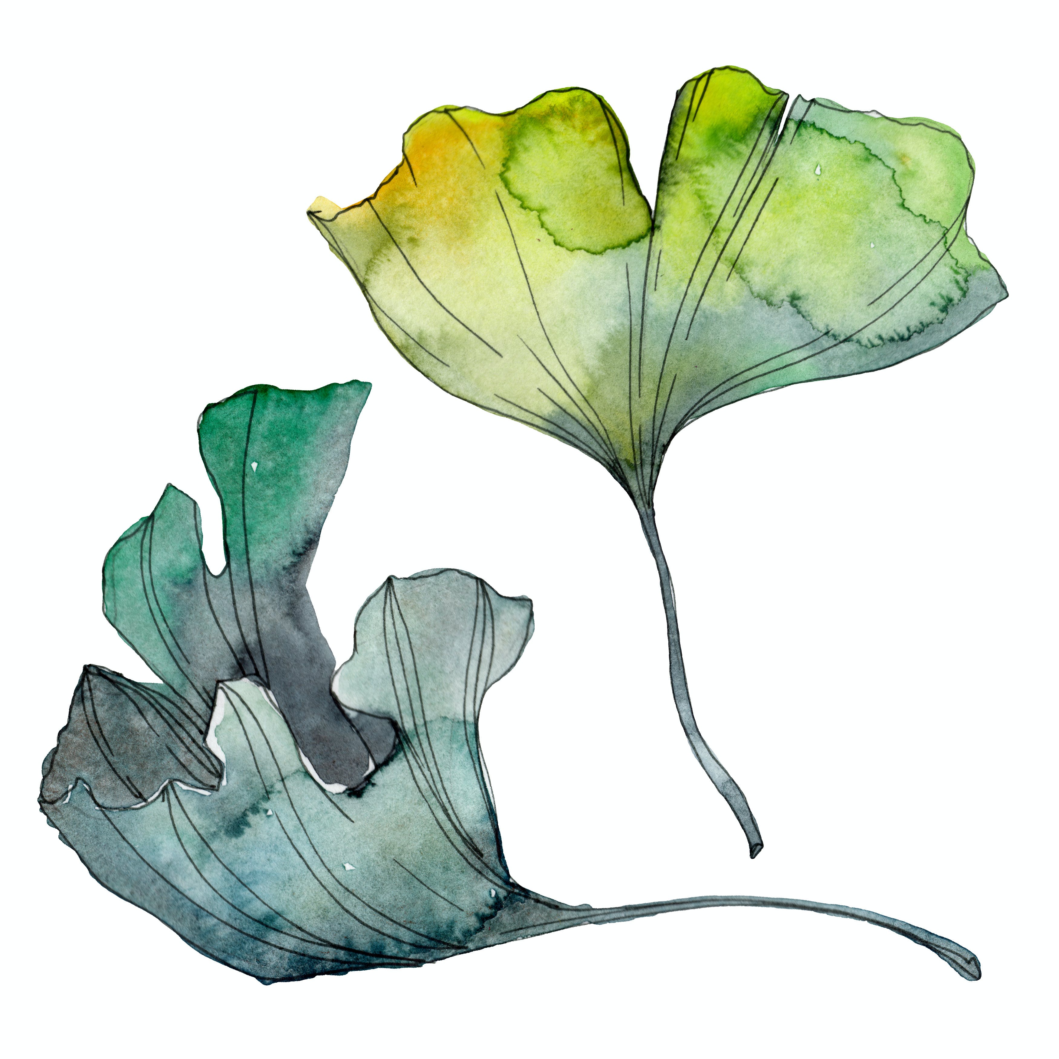 ginkgo biloba blaetter AdobeStock+