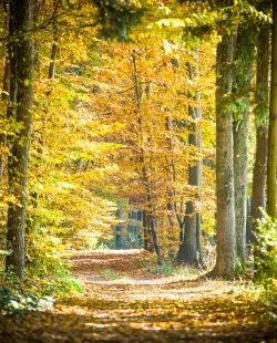 Laubwald im Herbst