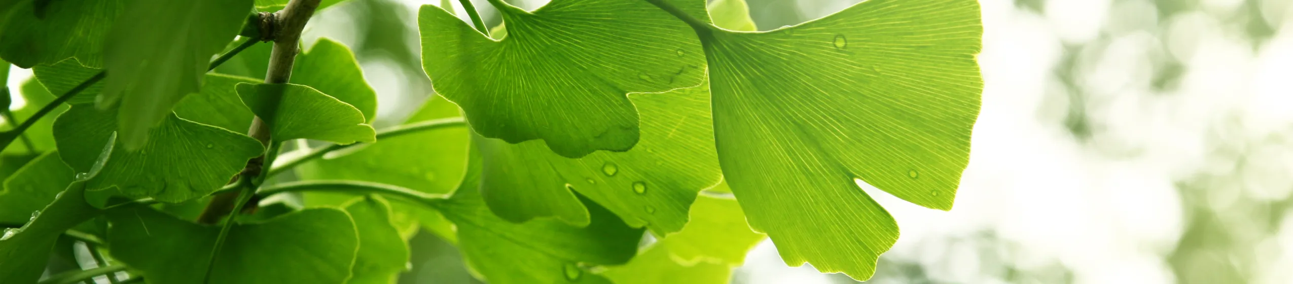 Ginkgo Blätter