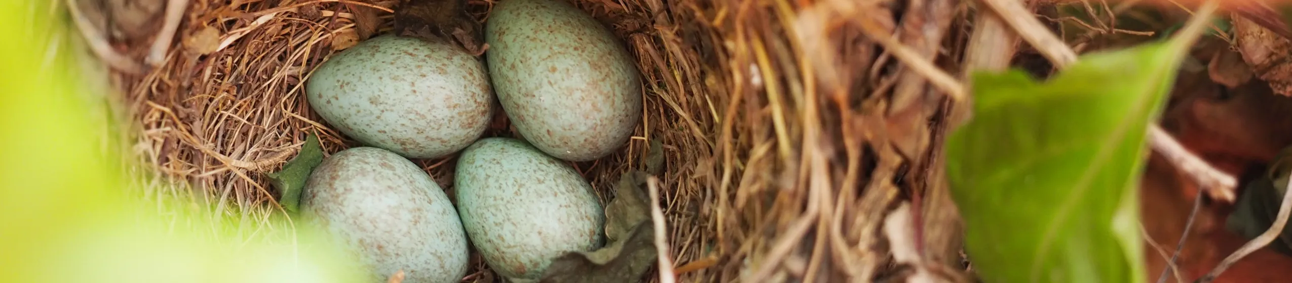 Eier in einem Nest