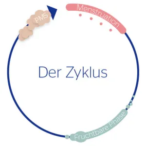 Zyklus der Frau als Grafik