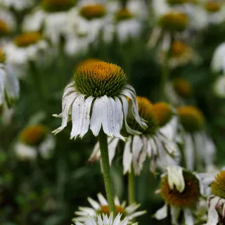 Verwelkende Blumen