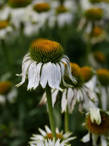 Verwelkende Blumen