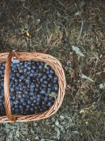 Heidelbeeren in einem Korb