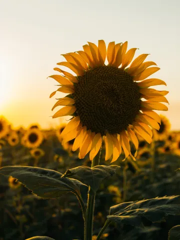 Sonnenblume in der Sonne