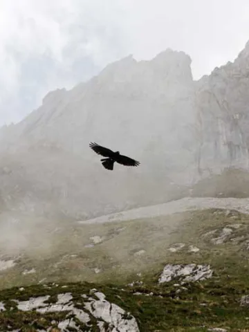 Raubvogel fliegt im Nebel im Gebirge