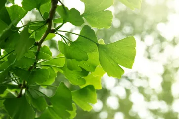 Ginkgo Blätter