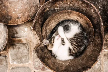 Katze schläft eingerollte in einem Kübel