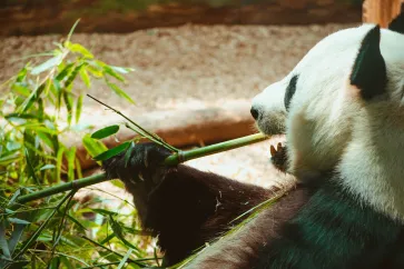 Panda frisst Bambus