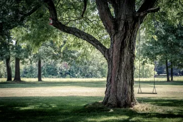 Ein Baum mit Schaukel