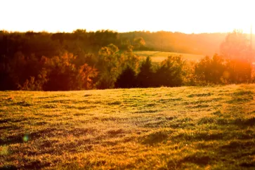 Wiese bei Sonnenaufgang