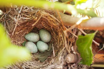 Eier in einem Nest