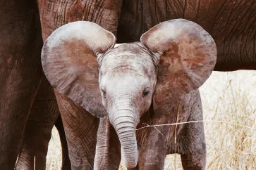 Elefantenbaby