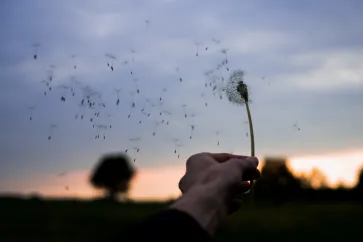 Pusteblumen werden vom Wind vertragen