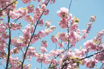 Rosa japanische Kirschblüte