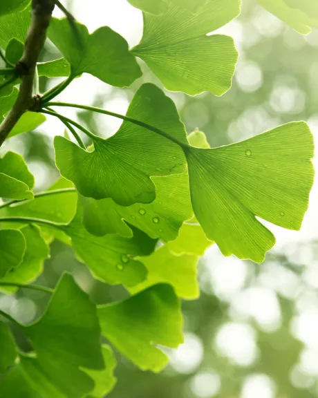 Ginkgo Blätter