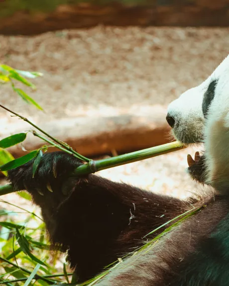 Panda frisst Bambus