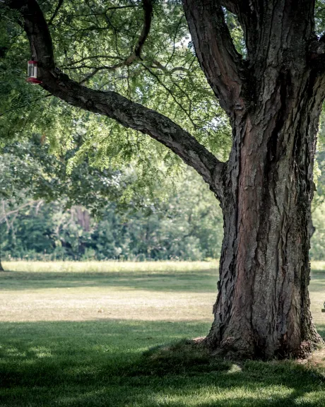 Ein Baum mit Schaukel