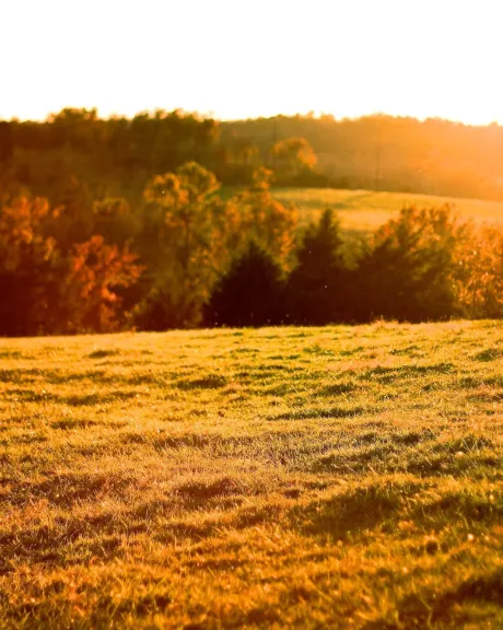 Wiese bei Sonnenaufgang