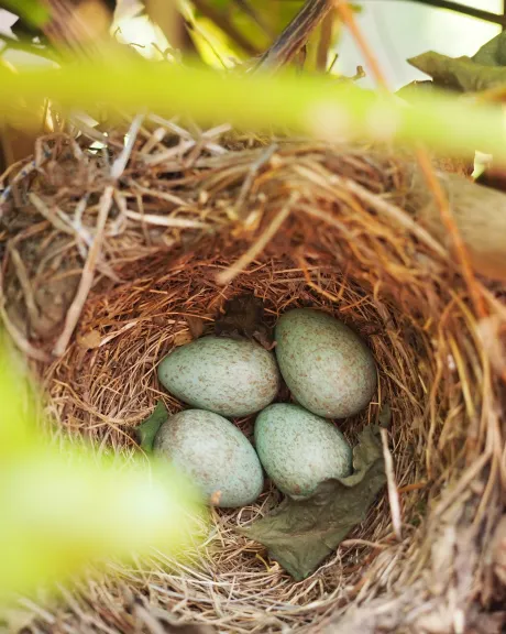 Eier in einem Nest