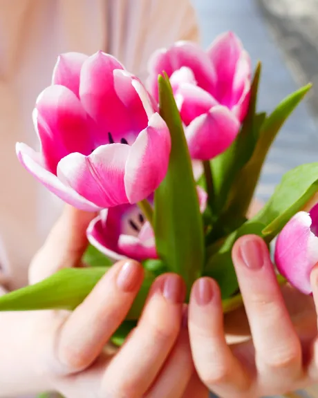 Hände halten pinke Tulpen