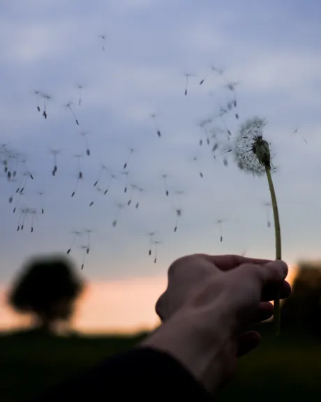 Pusteblumen werden vom Wind vertragen