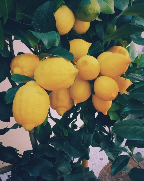 gelbe Zitronen an einem Zitronenbaum