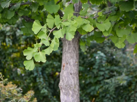 Ginkgo Baum und Blätter