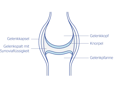 Infografik Gelenk-Aufbau