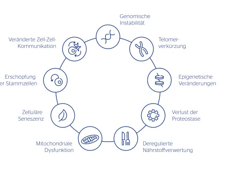 Grafik: Kennzeichen des Alterns