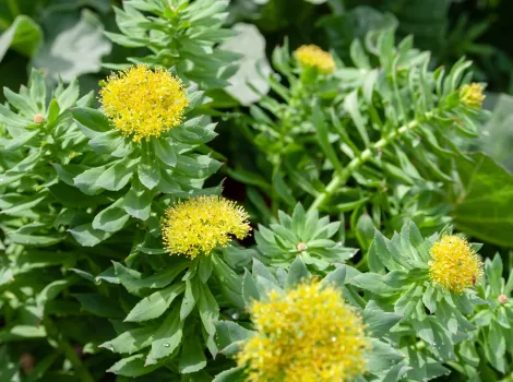 Rhodiola rosea