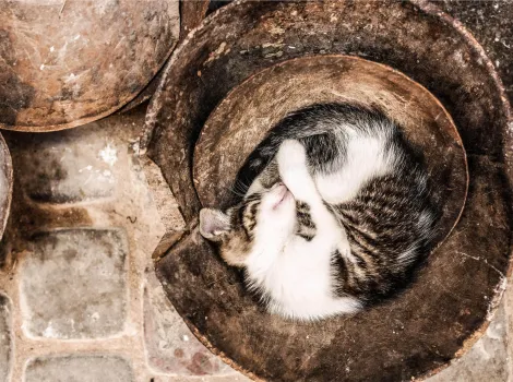 Katze schläft eingerollte in einem Kübel