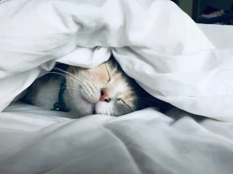 Katze unter der Bettdecke