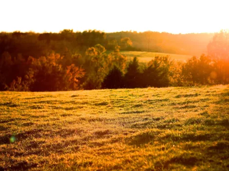 Wiese bei Sonnenaufgang