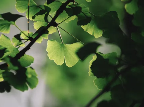 Ginkgo Biloba Blätter