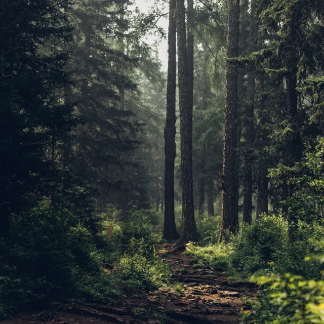 degleex unsplash Wald Bäume grün Hintergrundbild Waldweg Nebel Herbst Sommer