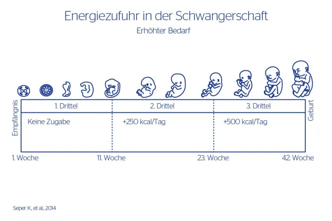 Der erhöhte Energiebedarf in den verschiedenen Schwangerschafts-Drittel