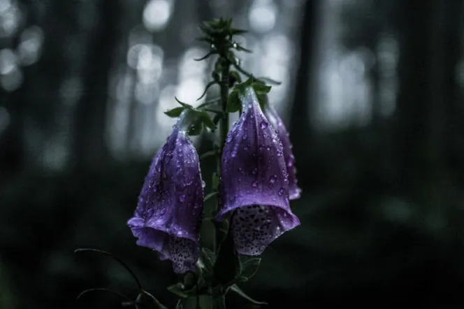 Hängende nasse violette Blumen