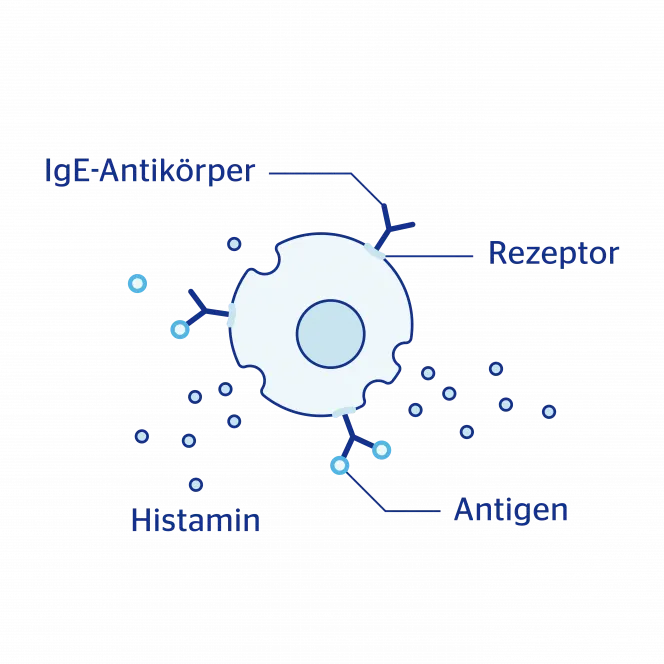 Grafik von Quercetin bei der Histaminausschüttung