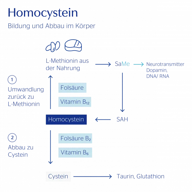 Eine Grafik, die zeigt, wie Homocystein im Körper gebildet und abgebaut wird