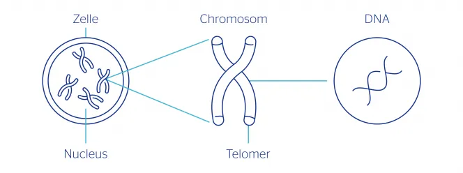 Grafik: Telomere