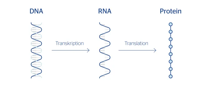 Grafik DNA Transkription