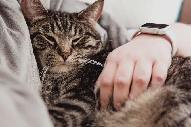 Eine Katze wird gestreichelt