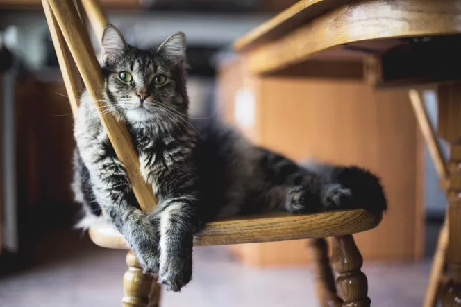 Graue Katze auf einem Stuhl