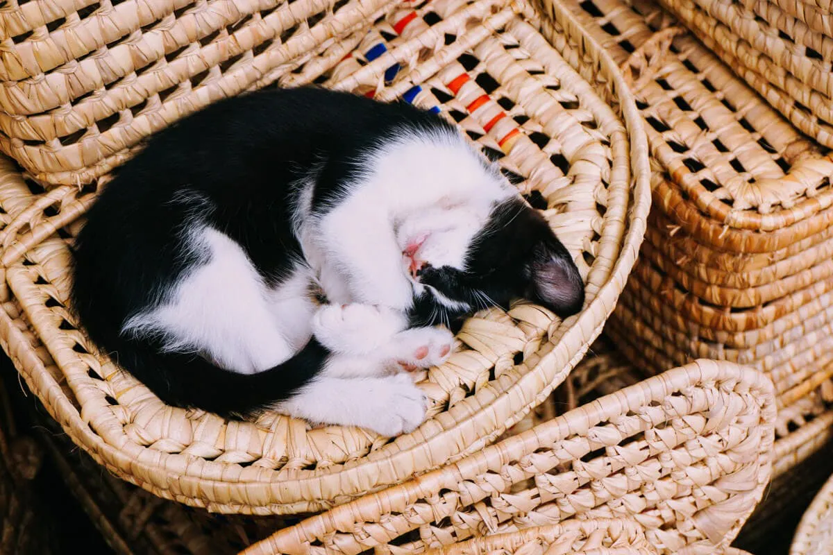 Katze schläft in einem Körbchen