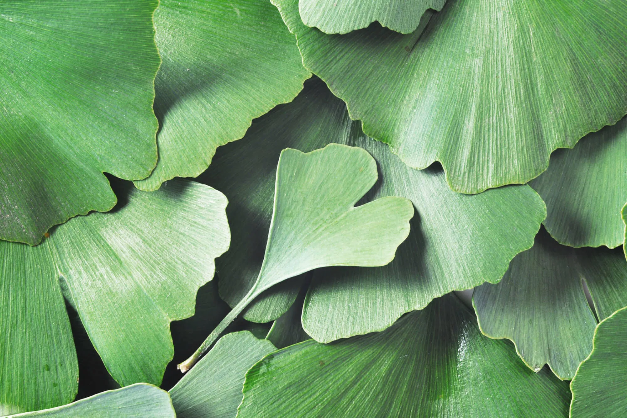 Ginkgo Biloba 