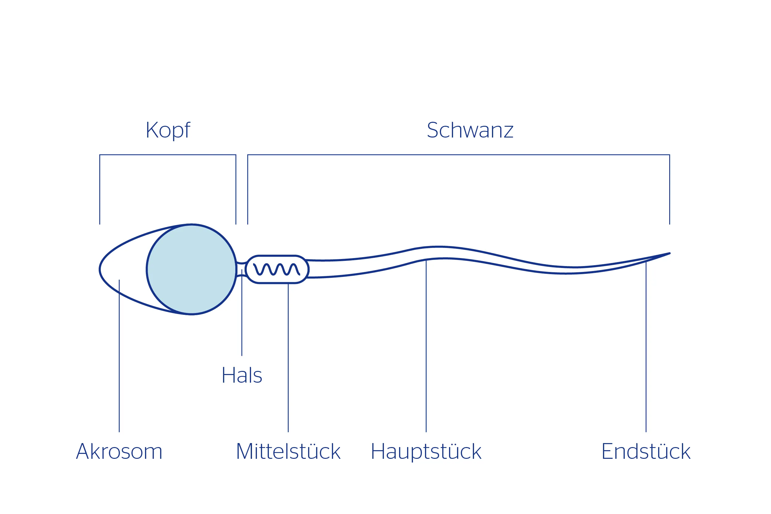 Infografik Spermien 220817