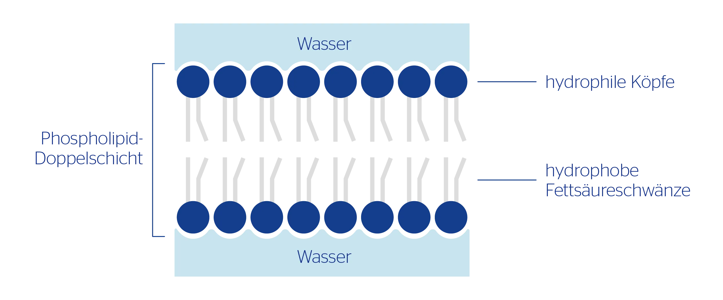 Grafik Phospholipide im Wasser