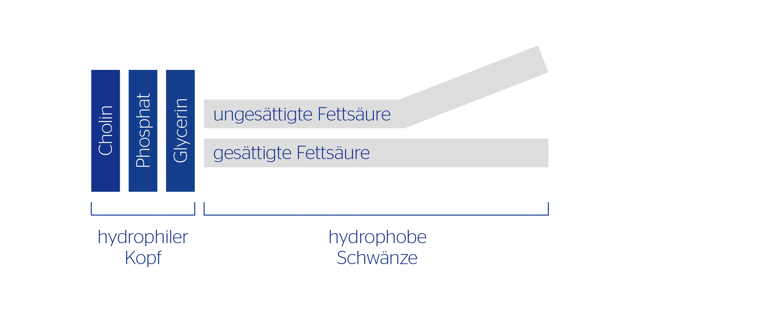 Grafik Phospholipide Aufbau